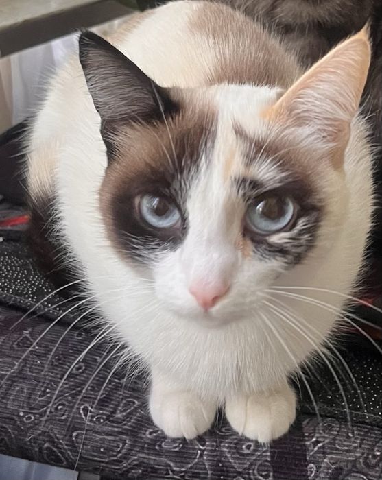 Отдам очень ласковую кошку