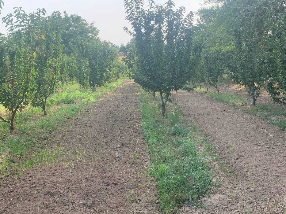 Bog` giloz bog 100ta sotixi 1500$dan kelishamiz