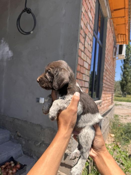 На продаже щенки дратхаара