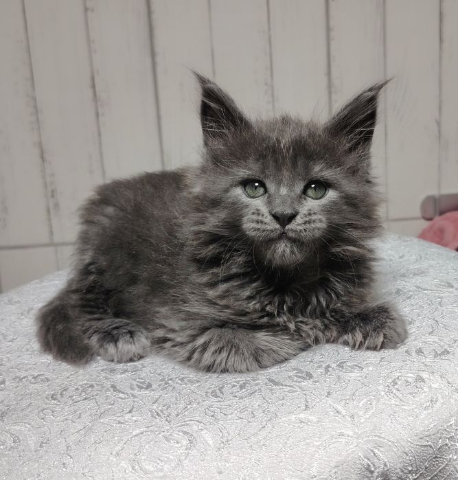 Мейнкунчики в продаже