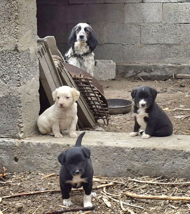 Щенята Двортерьеры