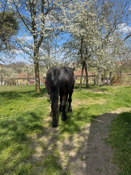 Vând iapa gestanta in 8 luni