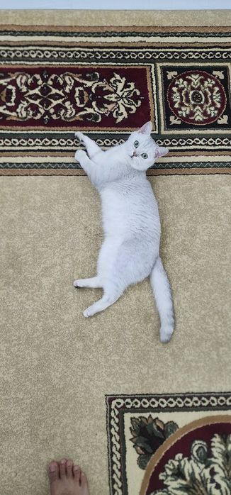 Продам кошка малчик 1 год . Мушук сотилади угил бола 1 ёш