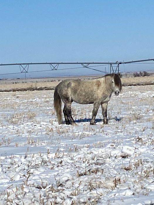 Айгыр Жеребец сатылады уйирге