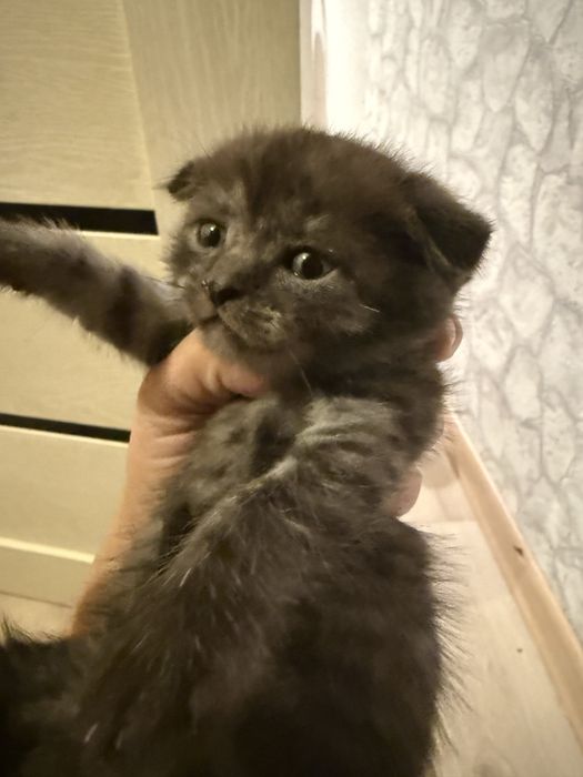 Добрый руки котята