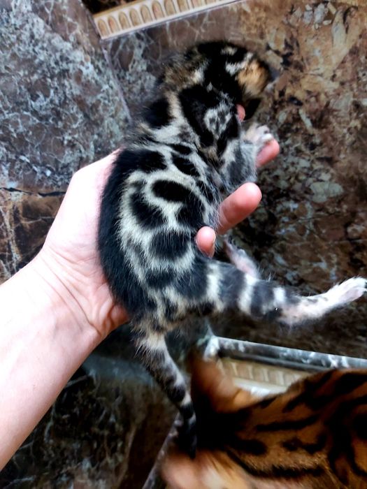 КЛУБHЫЕ "Бенгальские котята"