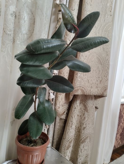 Ofis va uy uchun gullar