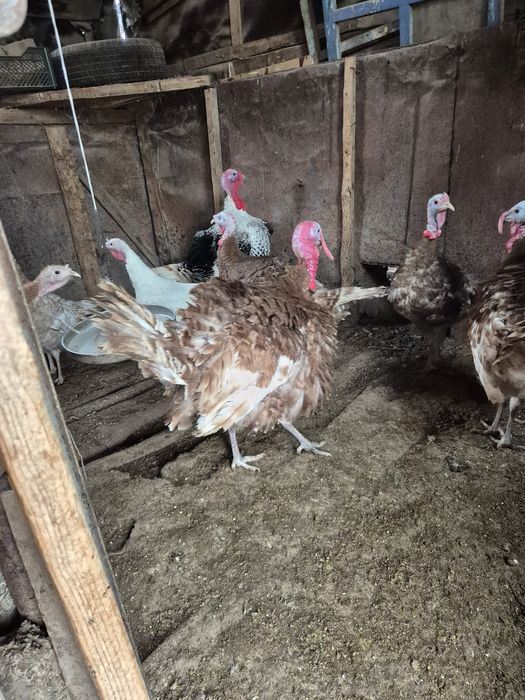 Индюки на племя узбекская палевая