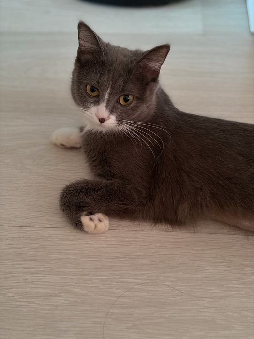 Шотландская прямоухая кошка