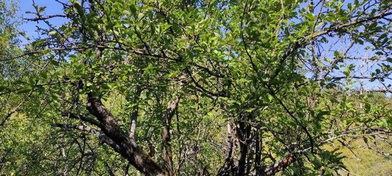 Продават се 3 земеделски имота (поземлени)