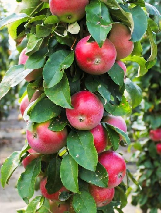 Яблони Груши сливы ясень дуб липа