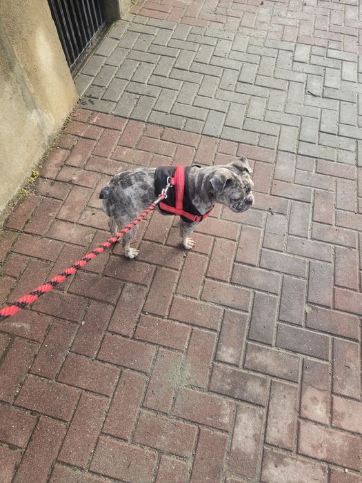 Продавам Френски Булдок