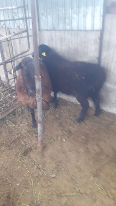 Қой сатылыды семіз