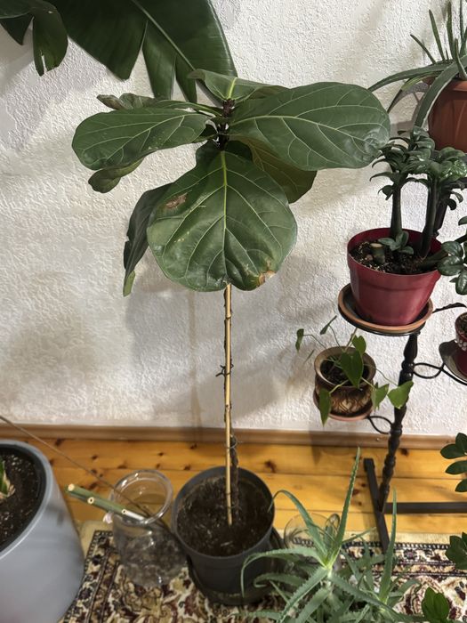 Комнатные цветы для дома офисов