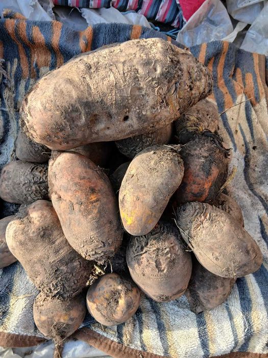 Vand sfecla furajera