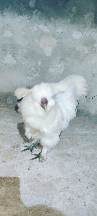 Cocosi de Matasevand sau  schimb