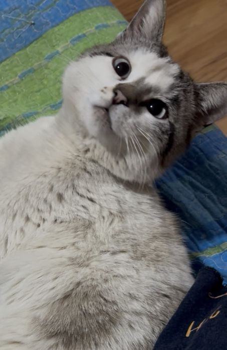 Кот молодой кастрат