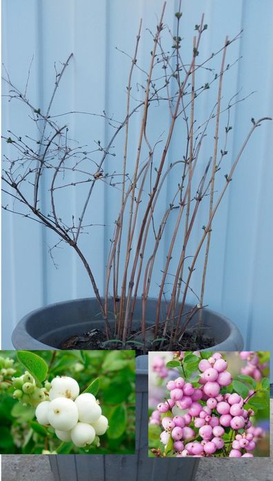 Продам растения для сада