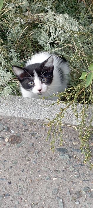 Отдам бесплатно котенка