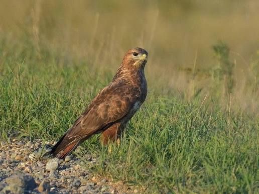 Продам канюка ручного