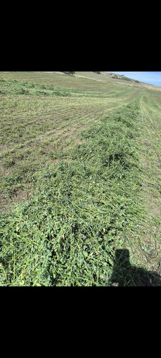 Baloti lucernă marunta pentru miei