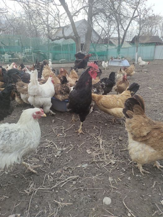 Продам петухов домашных