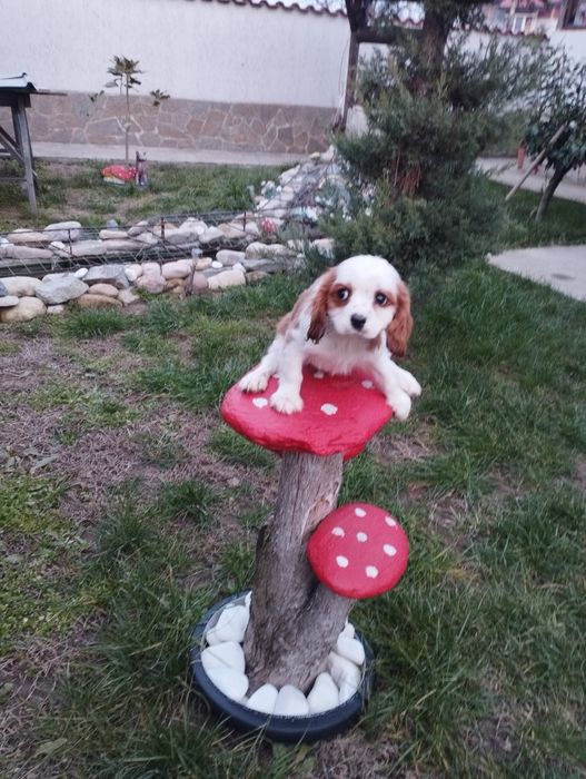 Кавалер Кинг Чарлз Шпаньол.