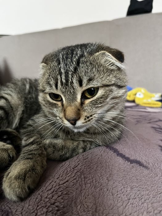 Кошечка 6 месяцев