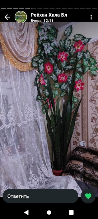 Домашние цветы растения