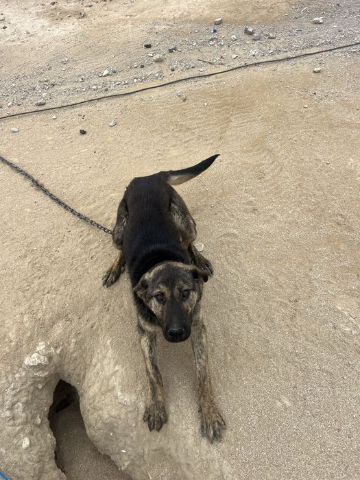 Отдам даром в хорошие руки