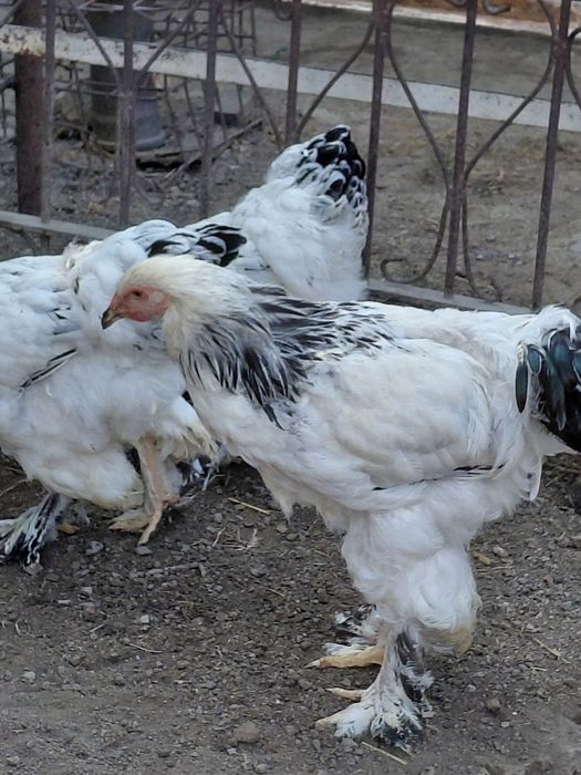 Продам светлую браму петухи