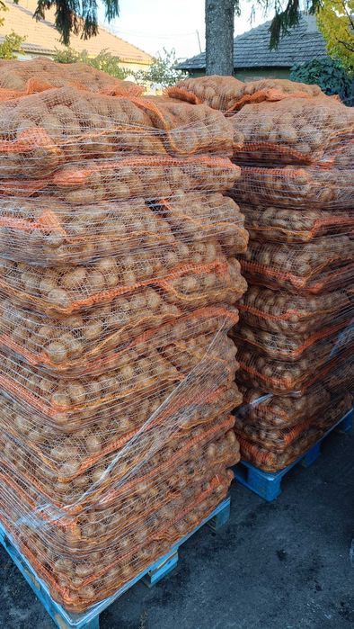 cartofi de samanta inmultire I, soiuri Riviera si Carera Carrera