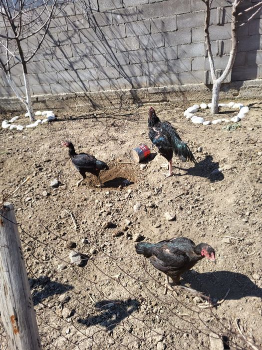 Сатамын дакан жумыртка 1000 нан