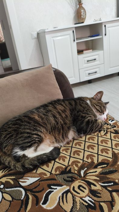 Котик Кеша отдам в добрые руки