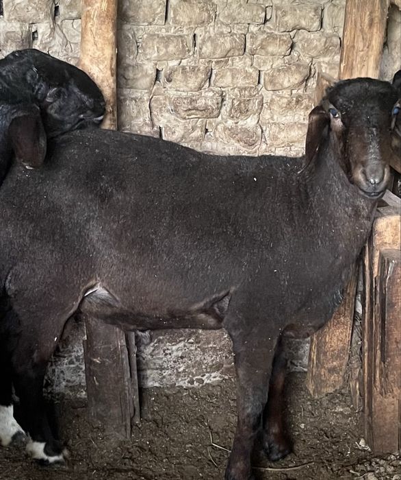Qoy sotiladi.