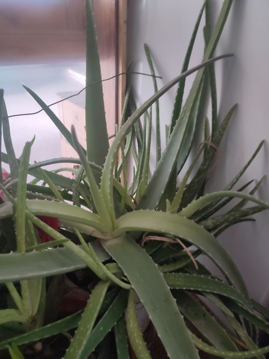 Лечебное алоэ вера