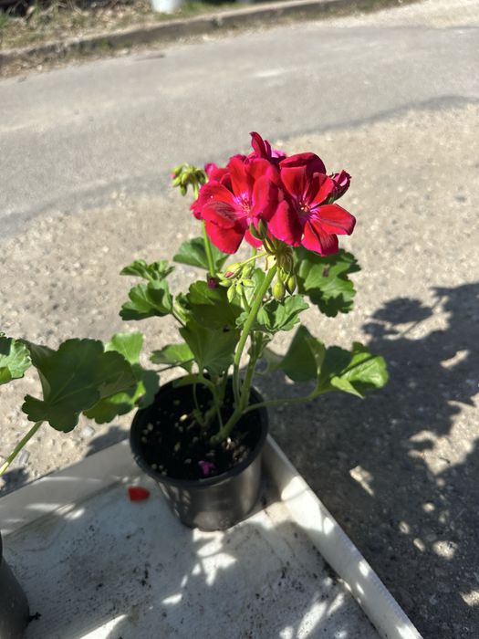 Градински цветя за украса на двора