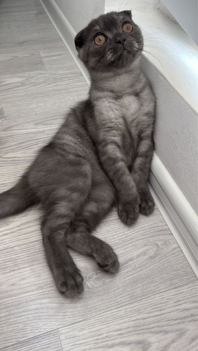 Продам котенка а