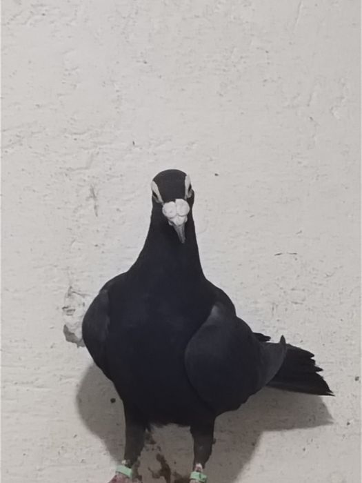 Драконы черные голуби