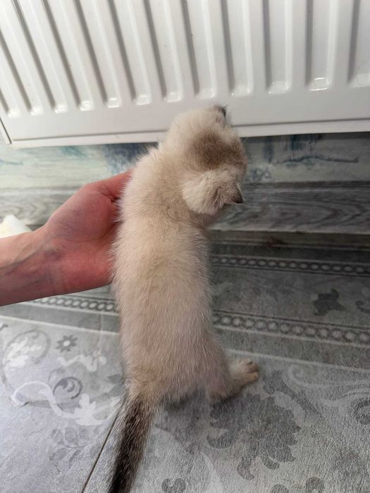 Котята Шиншиллы элитных кровей (Британцы/Шотландцы)