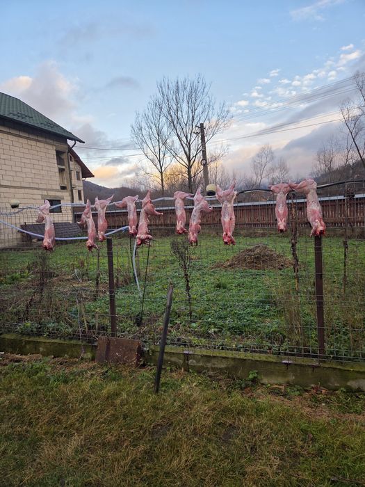 Carne de iepure de casă