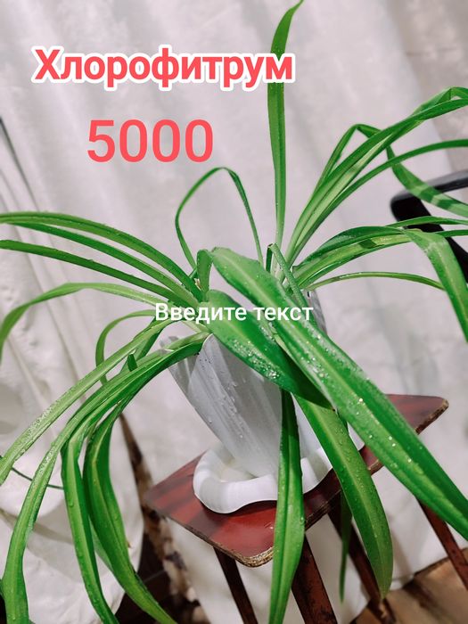 Продам комнатные растения