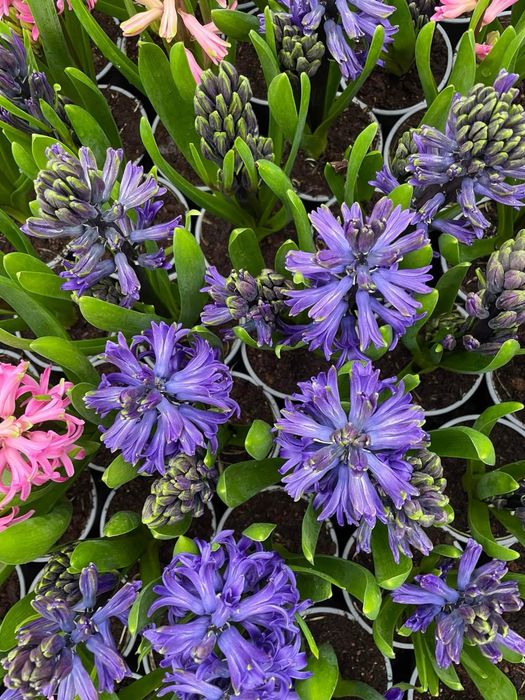 Zambile,primule si Cyclamen