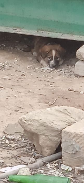 Щенки, отдам бесплатно