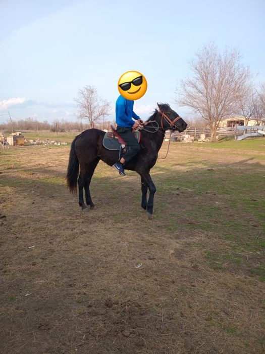 Продается конь 4 года