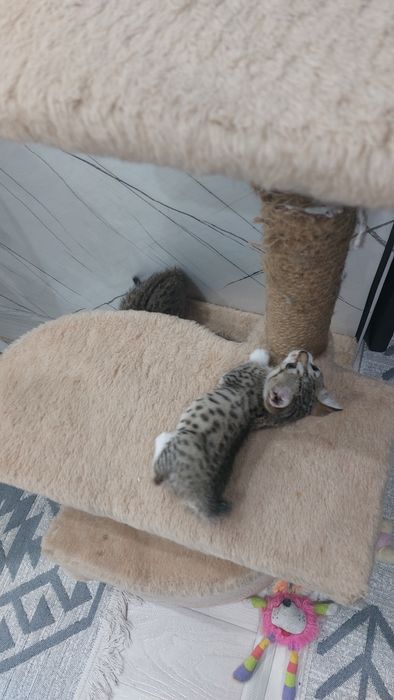 Отдам в добрые руки двух котят.