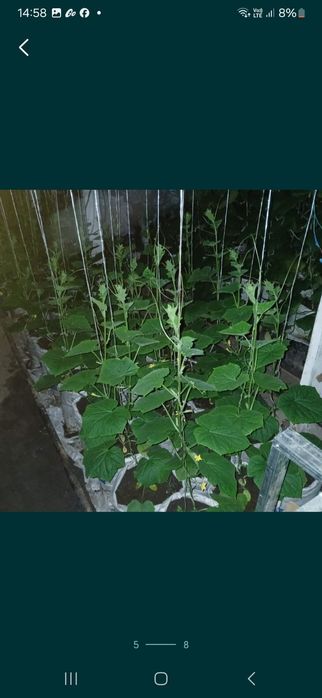 Рассада огурцов голландских сортов (предзаказ))