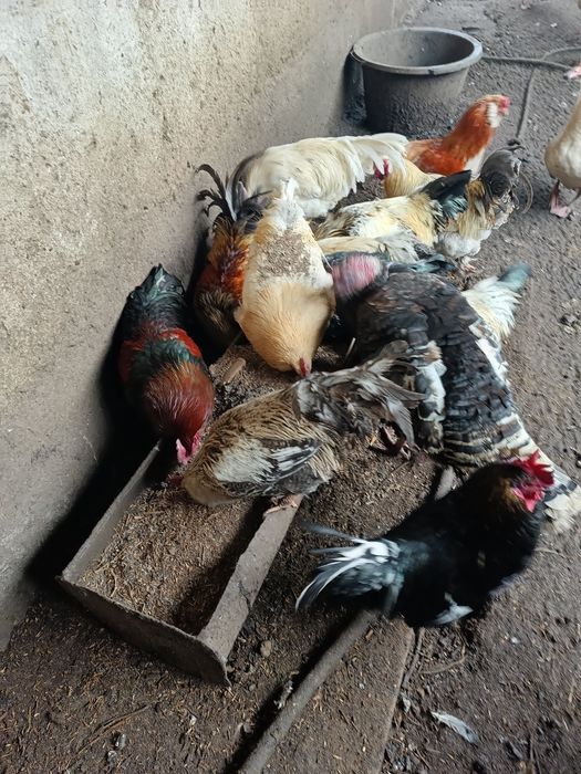 Продам Петухов домашних