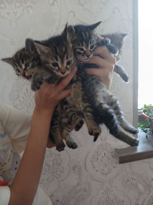 Отдам дарим милых котят в заботливых рукам