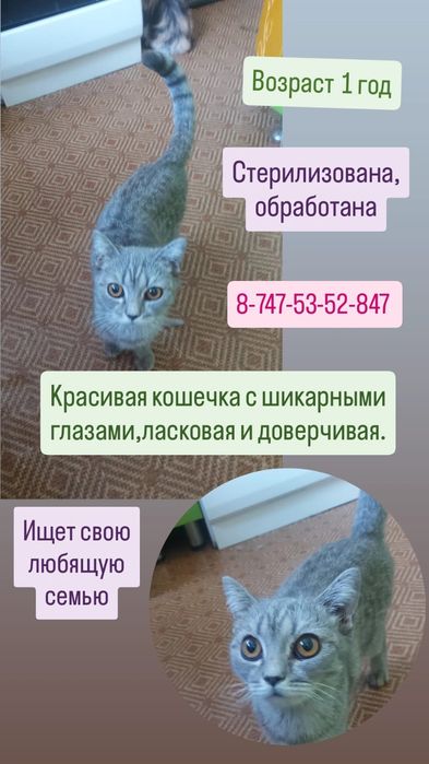 Пристраивается кошечка